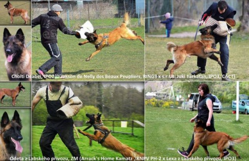 Belgick� ov��k tervueren