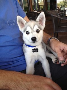 Sibi�sk� husky na prodej bez PP