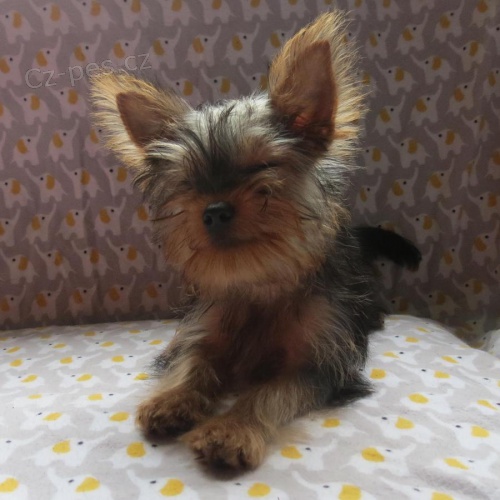 Jork��rsk� teri�r