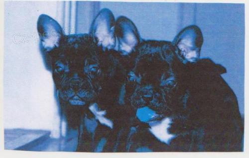 �t��ata francouzsk�ho buldo�ka