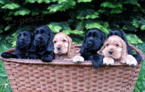 �t���tka - Anglick� kokr�pan�l