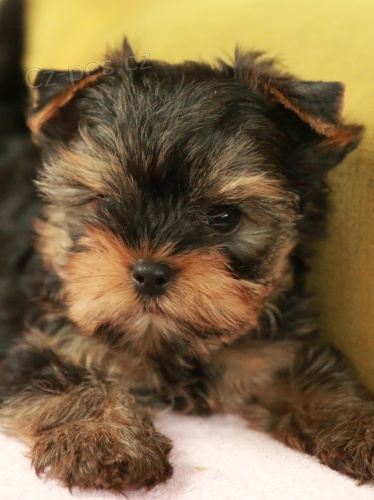 �t��ata jork��rsk�ho teri�ra