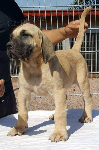 Prod�m pejsky Kan�rsk� dogy