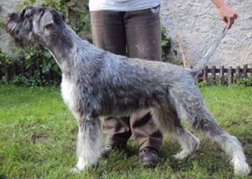 Kn�ra� velk� Pep� a Sul �t�n. s PP