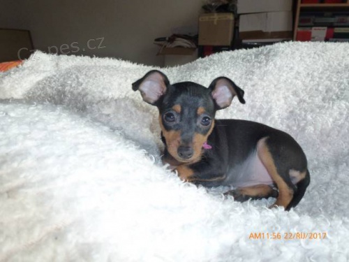 Prodej �t��at PK s PP. Cheb