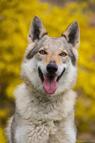 �eskoslovensk� vl��k s PP