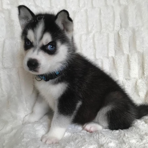 �t��ata sibi�sk�ho husky.