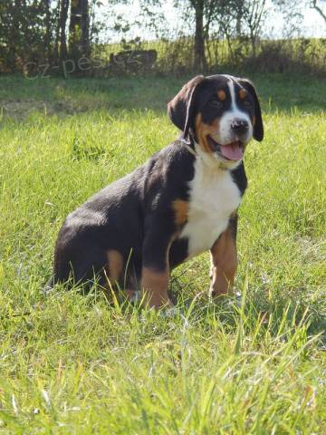 Ve�k� �vaj�iarsky sala�n�cky pes