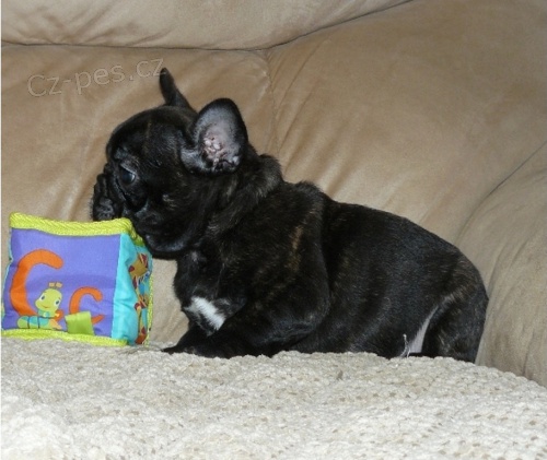 Francouzsk� buldo�ek 