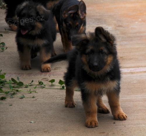 N�meck� ov��k na prodej s PP