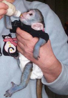 Prod�m Kapuc�nsk� opice