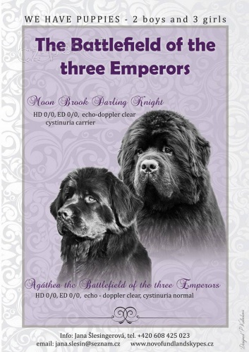 Novofundlandsk� pes - �t���tka