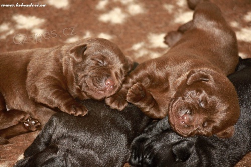 �t���tka Labrador Retriever s PP