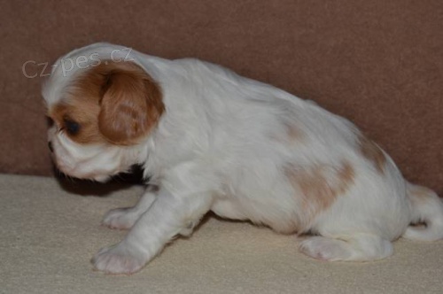 Kaval�r King charles �pan�l