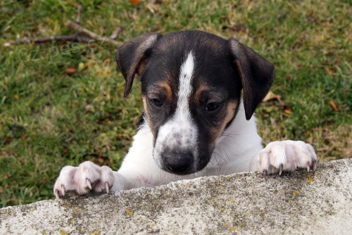 �esk� strakat� pes - prodej �t��at