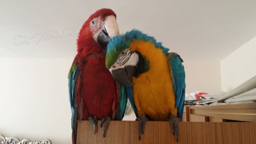 Ara Ararauna papou�ci pro prodej