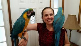 Prod�m Ara Ararauna papou�ci