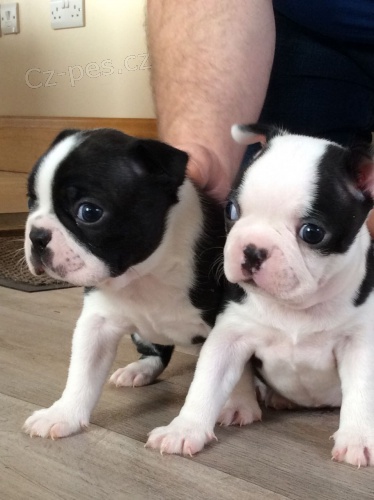 Prod�m Bostonsk� Teri�r �tenata,