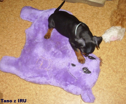 Trpasli�� pin� ,�t��ata s PP