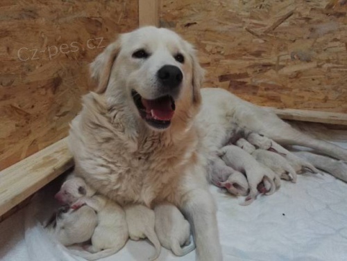 Slovensk� �uva� - �t���tka s PP