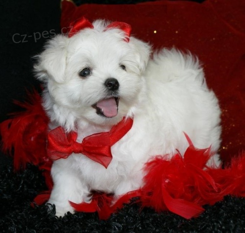 Malt�zsk� ps�k