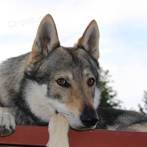 �eskoslovensk� vl��k s PP