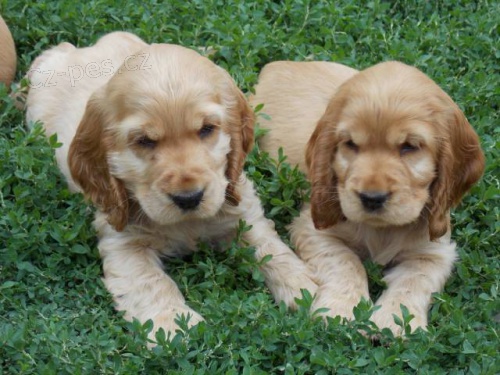 Anglick� kokr�pan�l