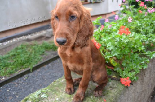 Prod�m �t��ata irsk�ho setra