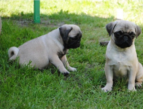  Mops �t��ata k dispozici,