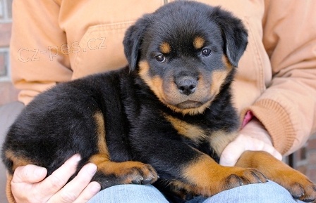  Rottweiller �t��ata k dispozici na V�noce te� !!