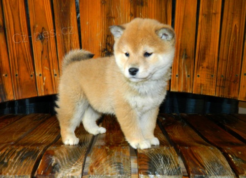 Kr�sn� �t��ata Shiba Inu jsou k dispozici, //