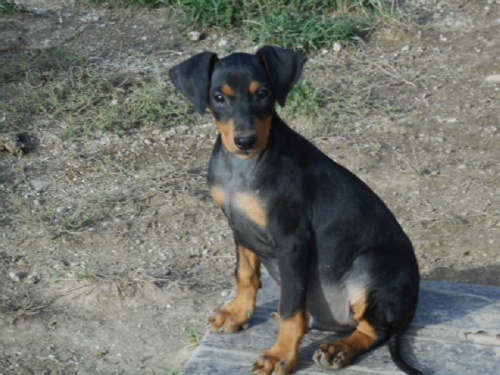 N�meck� pin� - �t��ata s pp