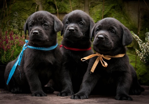 Labradorsk� retr�vr-�ern� �t�n�tka s PP