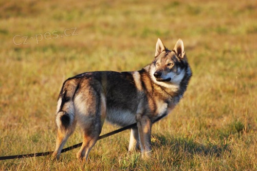 �eskoslovensk� vl��k s PP