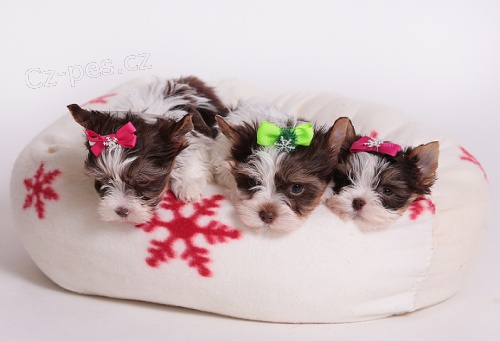 Barevn� jork��rkov� s rodokmeny