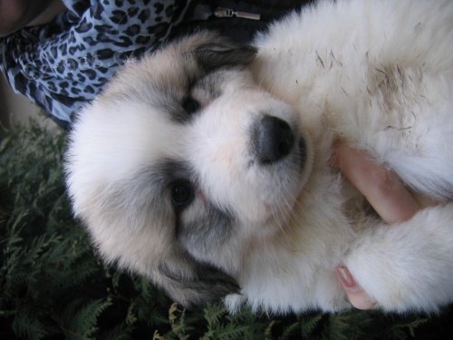 Pyrenejsk� horsk� pes - �t���tka