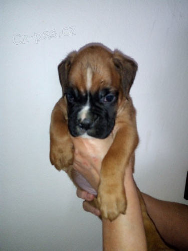 �t���tka boxera s PP