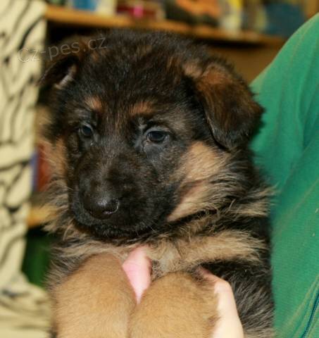 N�meck� ov��k typ Rex