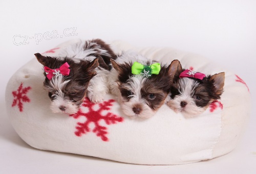 Jork��rkov� v barv� biro s PP