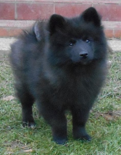 N�meck� �pic velk� �ern� prod�m �t��ata s PP