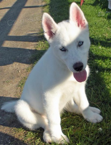 Sibi�sk� husky na prodej bez PP