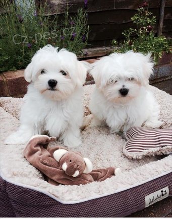 Maltsk� �t���tka s PP