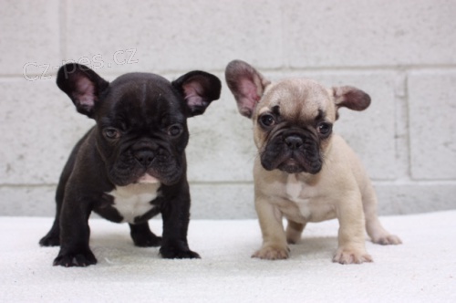 Francouzsk� �t���tka buldok�.