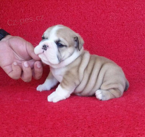 Anglick� buldok �t��ata.