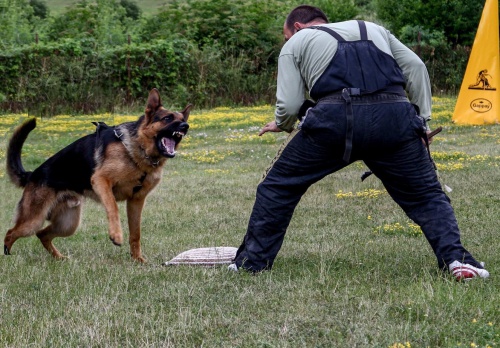 N�meck� ov��k s PP - nab�dka kryt�