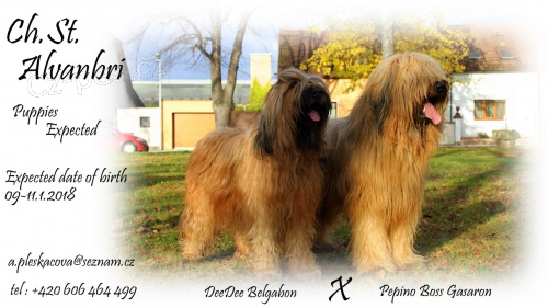 Briard - �t���tka plav� s PP