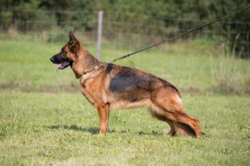 N�meck� ov��k �t��ata prod�m