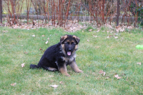 N�meck� ov��k