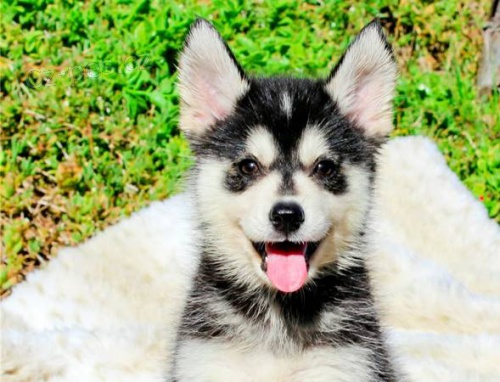 �t��ata Sibi�sk�ho huskyho.