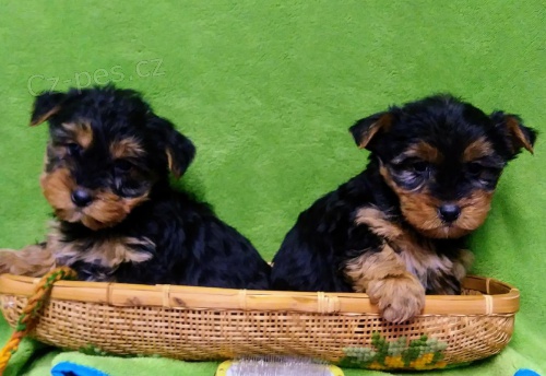 Yorkie �t��ata